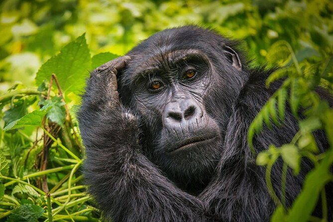 7 Days Private Safari Tour in Uganda - Inclusions and Exclusions
