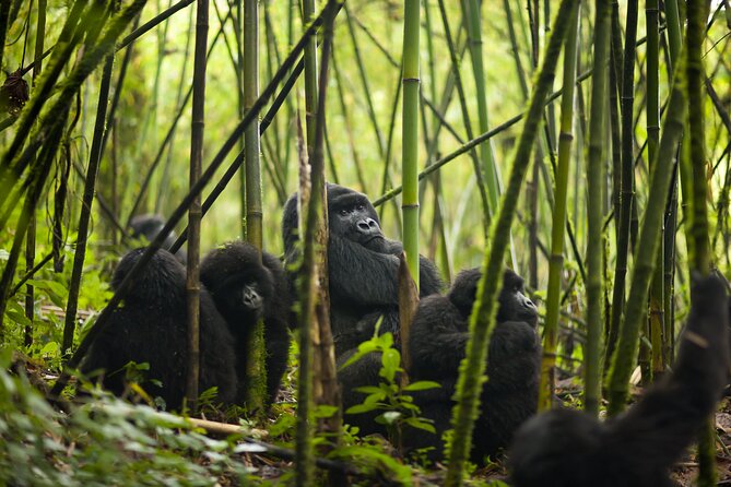 7 Days Private Tour of Rwanda - Pricing and Guarantee