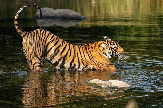 7 Days Private Tour of Taj Mahal, Tigers, Palace and Forts of India - Pricing and Booking