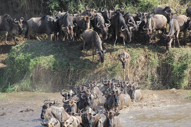 7 Days Private Wildebeest Great Migration Safari in Arusha - Good To Know
