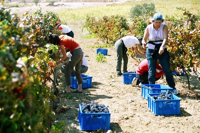 7-Days Private Wine Tasting Tour in Turkey - Accommodation Arrangements