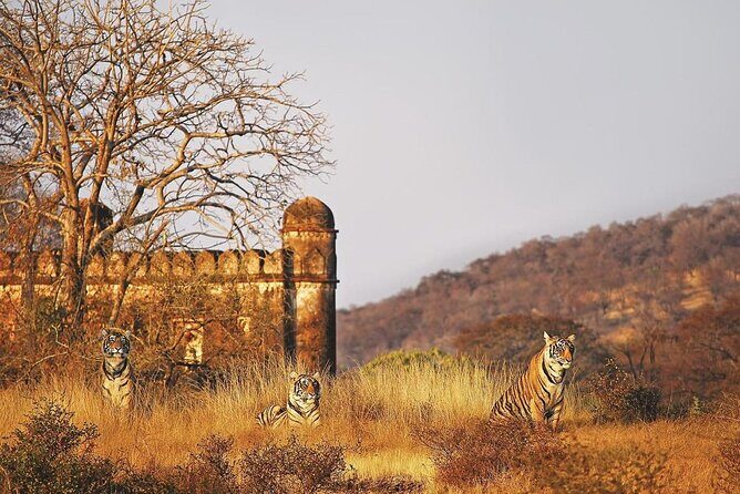 7 Days Ranthambore Tiger Safari and The Golden Triangle Tour - The Itinerary in Detail