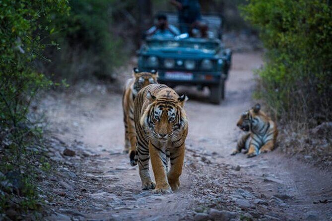 7 Days Ranthambore Tiger Safari and The Golden Triangle Tour - Practical Tips for Travelers