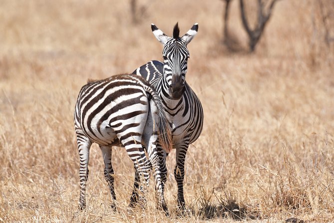 7 Days Rhino Ngorongoro Crater Safari Tour - Dining Experience