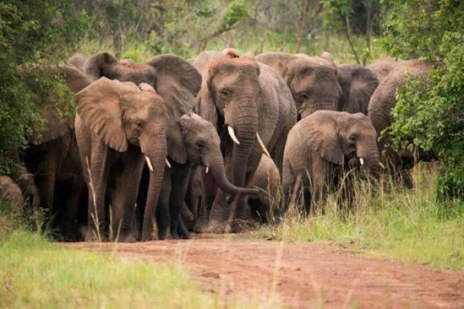 7-Days Rwanda Primates & Akagera NP Game Safari - Good To Know