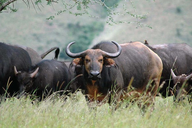 7-Days Rwanda Primates & Akagera NP Game Safari - Price and Cancellation Policy