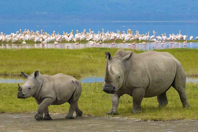 7 – Days Safari Following The Great Migration And The Big 5 - Safari Vehicle and Guide