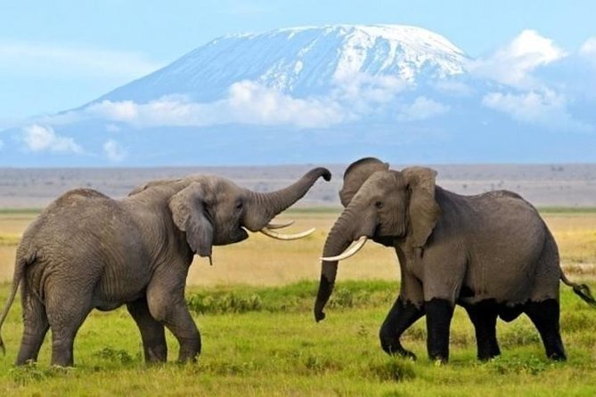 7 Days Safari to Amboseli, Naivasha, Lake Nakuru and Masai Mara National Parks - Reviews and Ratings