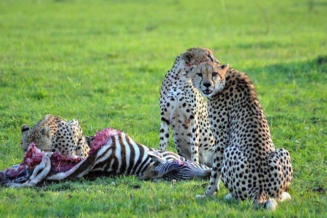 7 Days Safari to Masai Mara Nakuru ,Naivasha and Amboseli Parks - Meals and Gratuities