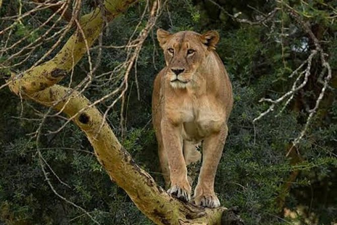 7 Days Safari to Masai Mara Nakuru ,Naivasha and Amboseli Parks - Additional Information for Travelers