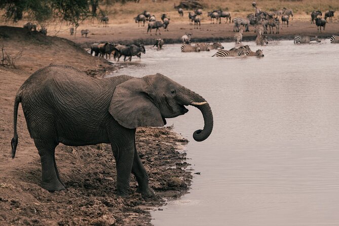 7 Days Safari Tour to Northern Tanzania National Parks - Safari Activities