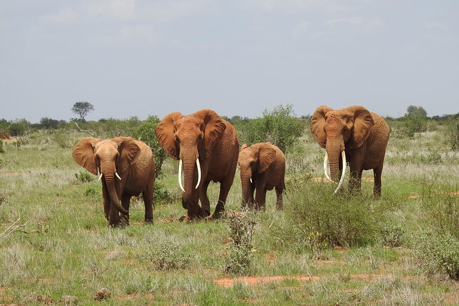 7 Days Samburu, Mt Kenya, Lake Nakuru Masai Mara - Day 2: Samburu to Mt Kenya