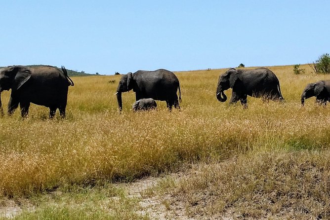 7 Days Samburu, Mt Kenya, Lake Nakuru Masai Mara - Day 3: Mt Kenya Exploration