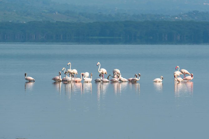 7 Days Samburu, Mt Kenya, Lake Nakuru Masai Mara - Day 5: Lake Nakuru National Park