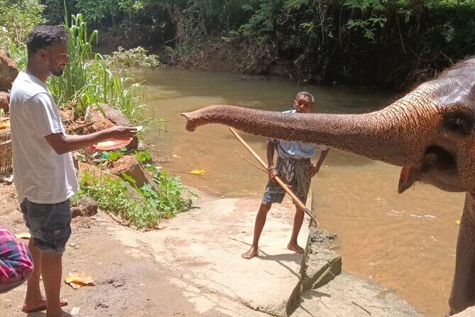 7 days Sri Lanka | 4 star hotels with BB | Private tour - Who Is This Tour Best For?