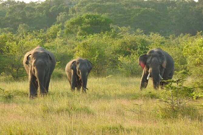 7 Days Sri Lanka Adventure and Culture Tour - Final Thoughts