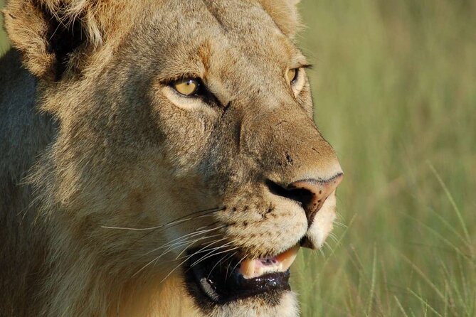 7 Days Tanzania Luxury Safaris - Culinary Experience