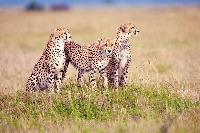 7 Days Tanzania Luxury Safaris - Cultural Immersion