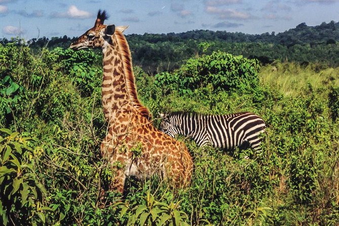 7 Days Tanzania Unforgettable Comfort Safari - Cultural Experiences