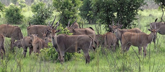 7 Days Tanzania Unforgettable Comfort Safari - Dining and Cuisine