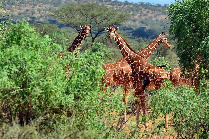 7 Days Tanzania Unforgettable Comfort Safari - Booking Details and Pricing
