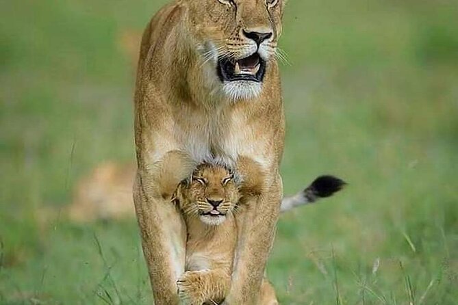7 Days Tour Northern Tanzania Safari: - Tour Itinerary