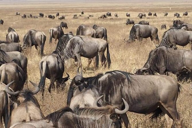 7 Days Tour Northern Tanzania Safari: - Cultural Experiences Included