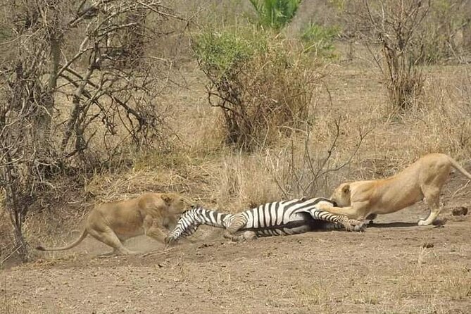 7 Days Tour Northern Tanzania Safari: - Transportation and Guides
