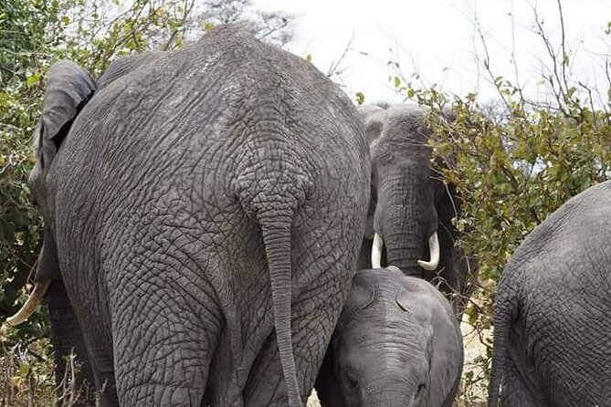 7 Days Tour Northern Tanzania Safari: - Safety and Health Guidelines