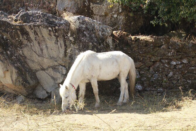 7 Days Tour on Poon Hill Trek and Chitwan Jungle Safari - In-Depth Look at the 7-Day Poon Hill Trek and Chitwan Jungle Safari