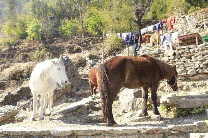 7 Days Tour on Poon Hill Trek and Chitwan Jungle Safari - Who Will Love This Tour?