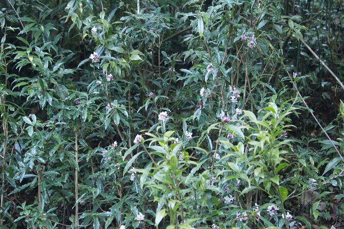 7 Days Tour on Poon Hill Trek and Chitwan Jungle Safari - The Sum Up