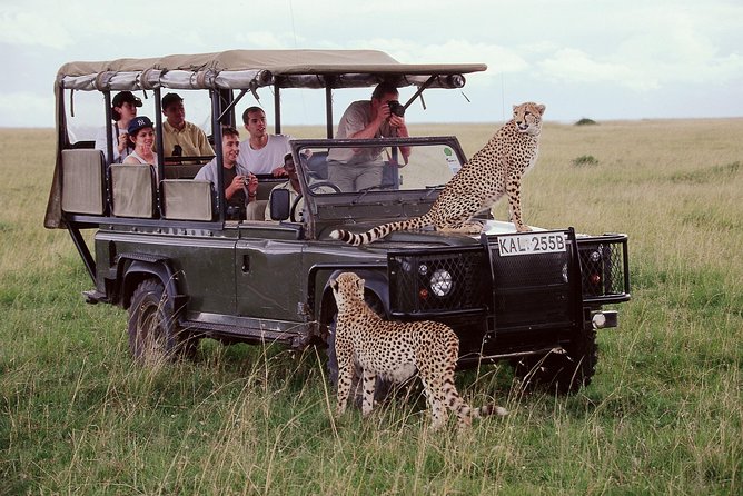 7 Days Tsavo West, Amboseli, Lake Nakuru & Masai Mara Wildlife Safari - Confirmation and Accessibility