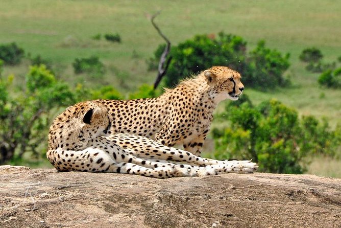7 Days Tuji- Enjoy Kenya Safari (MINIMUM 2 PAX) - Good To Know