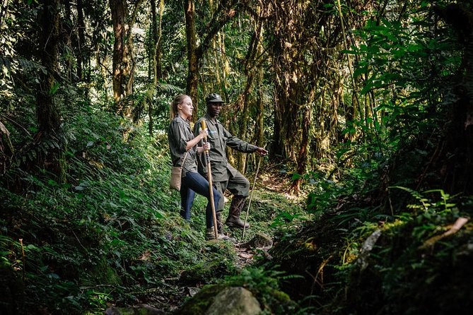 7 Days Uganda Gorilla and Wildlife Safari - Day 4: Gorilla Trekking Adventure