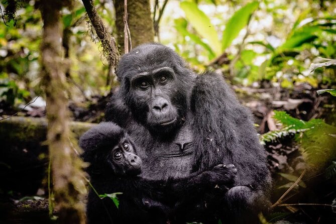 7 Days Uganda Gorilla and Wildlife Safari - Day 5: Safari in Queen Elizabeth National Park