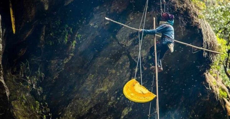 7 Days Wild Honey Hunting Tour in Lamjung, Nepal - Activity Details