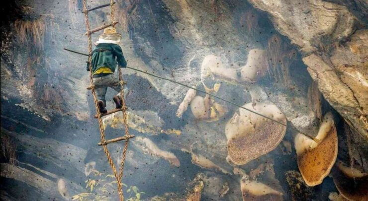 7 Days Wild Honey Hunting Tour in Lamjung, Nepal - Language Options