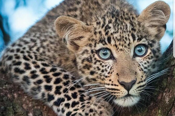 7 Days Wildlife Safari Through Tanzania Best Parks - Day 3: Lake Manyara National Park