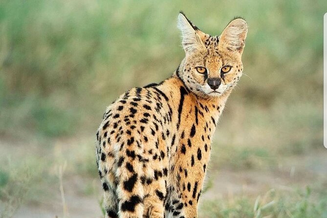 7 Days Wildlife Safari Through Tanzania Best Parks - Day 7: Departure From Arusha