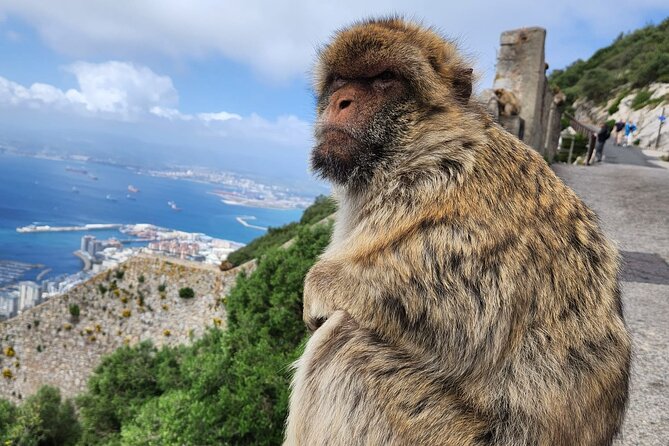 7 Hour Guided Shore Excursion in Gibraltar With 12 Stops - Meeting Point Information