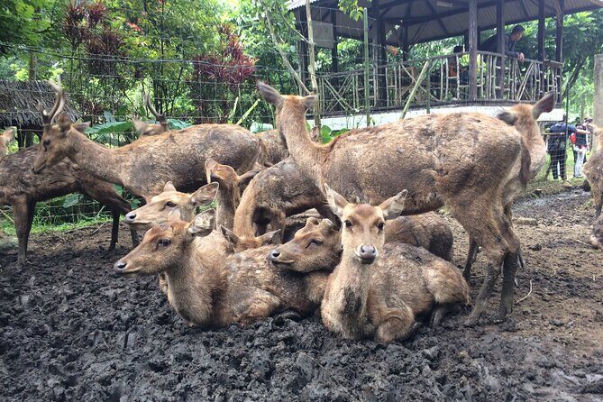 7 Hour Private Bandung City Tour - In-Depth Review of the 7-Hour Private Bandung City Tour