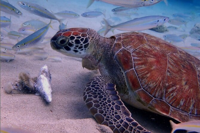 7-Hour Turtle Outback and Snorkel Safari in Willemstad - Small Group Experience