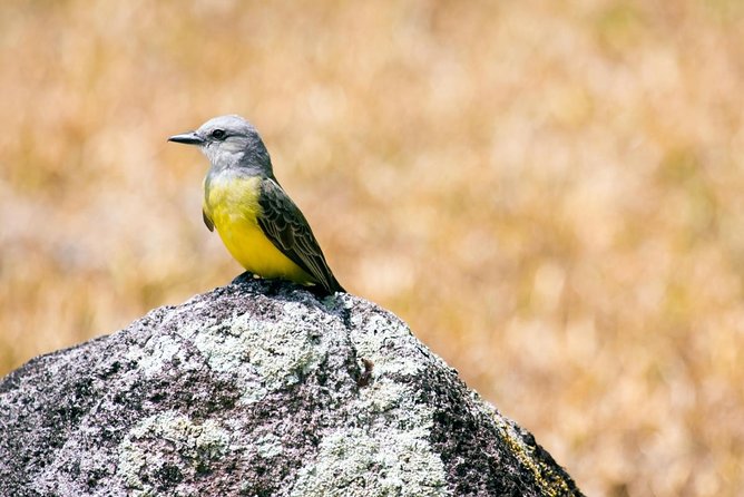7 Hours Monkey Island and Nature Walk at Soberania National Park - Tour Highlights