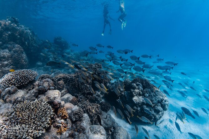 7 Hours Off Peak Whale Shark and Ningaloo Reef Tour in Exmouth - Cancellation Policy