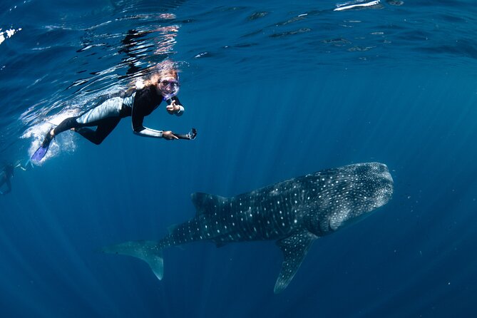 7 Hours Off Peak Whale Shark and Ningaloo Reef Tour in Exmouth - Reviews