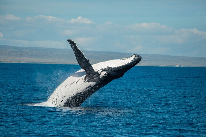 7 Hours Off Peak Whale Shark and Ningaloo Reef Tour in Exmouth - Questions