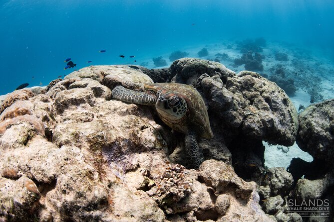 7 Hours Off Peak Whale Shark and Ningaloo Reef Tour in Exmouth - Pricing and Availability