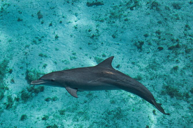 7 Hours Off Peak Whale Shark and Ningaloo Reef Tour in Exmouth - Terms & Conditions