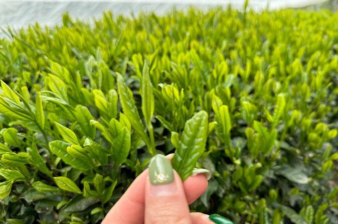 7 Hours Private Guided Tour Uji and Wazuka Matcha Farm - Who Is This Tour Perfect For?